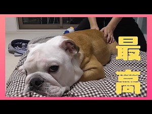 Bulldog Burumaru is left boneless after receiving the best massage in Japan