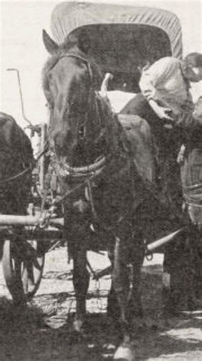 The Cowboy Coward (1911) – Broncho Billy Anderson’s Early Character Study#BronchoBillyAnderson #Sile