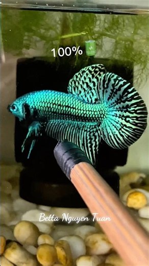 betta alien green 🌿 #wildbetta #nguyentuanbetta
