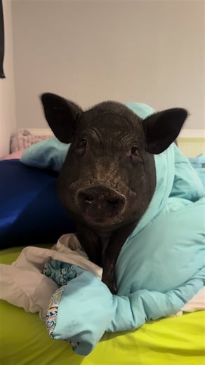 Today is hoof trimming day, so we are starting the day off with some positive vibes… Bell pepper! #animals #cute #fyp #pig #asmr