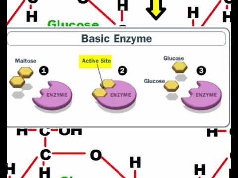 Dehydration Synthesis and Hydrolysis