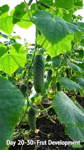 Advance Technology Cucumber | Islamic Way