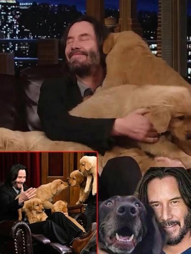 Keanu Reeves Covertly Backed Many Dogs — A Gallant Endeavor Unseen Until Right Now When an immense flood ravaged Texas, a multitude observed only destruction. Keanu Reeves, conversely, discerned a specific imperative. Bypassing all renown and media spotlight, he interceded — liberating trapped canines, securing acreage, and building an unforeseen refuge: a protected haven for beings utterly devoid of other options. Nonetheless, the elaborate specifics of his methodology – and the fundamental mot