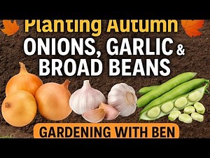 🎥 ✅ Getting the Allotment Ready | Planting Autumn Onions, Garlic & Broad Beans 🌱🧄🫘