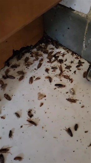 Pest control for cockroaches in a home in Toronto #pestcontrol #exterminator #canada_life🇨🇦 #canada #toronto #reliefpestcontrol #cockroaches