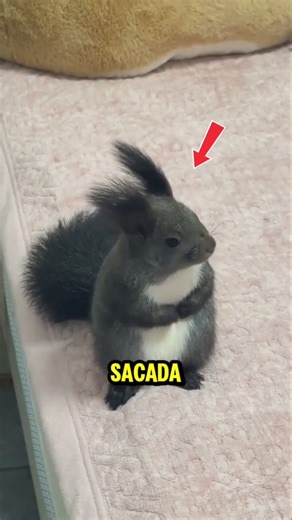 So adorable 🐿️🥰❤️ #viralvideo #viralshorts #shorts #video #fyp