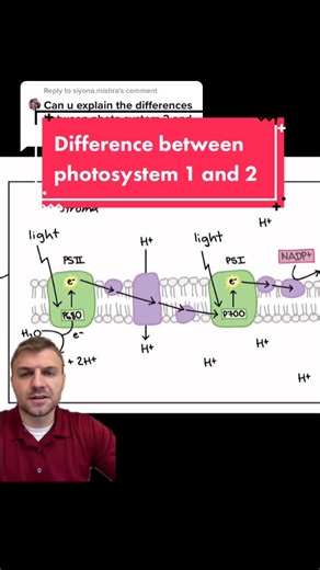 Understanding Photosystem 1 and 2 in Photosynthesis