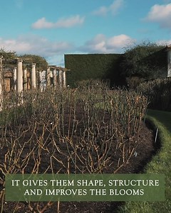How to Prune an Established Rose* The main purpose of pruning a rose is to create a shapely, attractive shrub, with good structure. You can do this by simply removing parts of the plant during the non-flowering season - now is a good time to start pruning in the UK. Pruning your roses will encourage fresh new growth and plentiful blooms for the following season. Here is Steve to show you how to prune an established Shrub rose. For more information and for more pruning how-to’s click the link in 