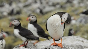 Puffins on the Farne Islands, Northumberland
