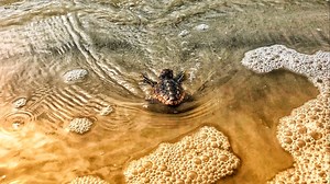 Federally protected sea turtles begin nesting in Georgia