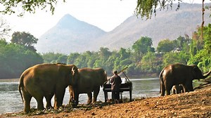 Pianist plays classical music to blind and injured elephants - ABC Classic