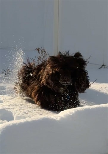 A ella le gusta y no le gusta la nieve😂😂😂Cuando está adentro quiere salir a jugar, pero cuando sale quiere entrar 😂No le gusta pisarla! #cocker #americancockerspaniel #cockerspaniel #bella #dog