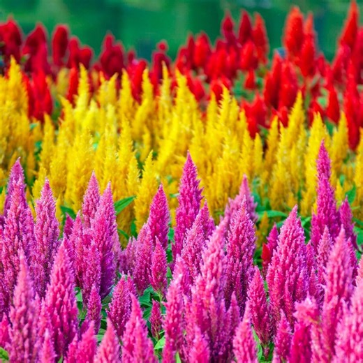 How to grow and care for celosia plants (cockscomb)