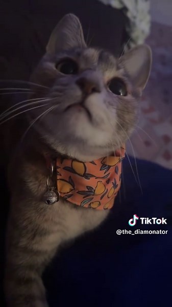 Time flies by #fypシ #disabledcats #cat #twoleggedcat #twistedlegsyndrome #livingwithacat #rescue #fyp #time #slowdown #adorable