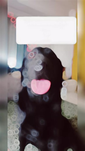 The Snack Monster of the Black Lab World