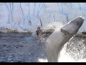 Belugas Jumping at SeaWorld San Diego's Wild Arctic