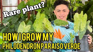 HOW TO TAKE CARE OF PHILODENDRON PARAISO VERDE | RARE PLANT Help me reach 1M subs👉 https://www.youtube.com/@markofthejungleplants996 #markofthejungleplants #halaman #plants #paraisoverde #plants #aroids | Mark of the Jungle Plants