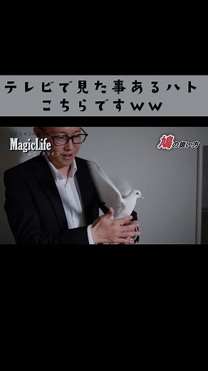 パタパタパタ🕊#マジック #簡単マジック #マジック種明かし #種明かし #マジシャンのぼる #鳩