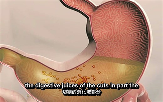 食物进入体内消化全过程-动画演示
