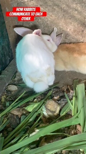 How rabbi communicate to each other #shorts #rabbit #communicationskills #rabbitcare