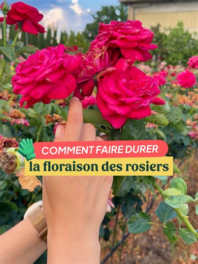 On vous donne des astuces simples et efficaces pour garder vos rosiers fleuris plus longtemps et profiter d’un jardin coloré pendant toute la belle saison. Un rosier bien entretenu peut refleurir plusieurs fois dans l’année, à condition de lui offrir les bons gestes au bon moment. ☀️ Pensez aussi à bien choisir l’emplacement : les rosiers aiment le plein soleil, avec au moins 6 heures de lumière par jour pour fleurir généreusement. Avec ces quelques gestes simples, vos rosiers resteront beaux, v