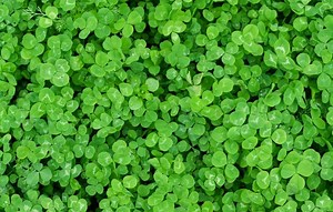 Curious Questions: Why are four-leaf clovers lucky?
