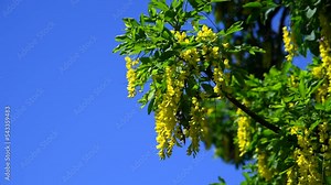 Close-up view of yellow Caragana arborescens (also known as siberian peashrub or yellow acacia) flowers swaying in the wind in a sunny day. Real time video. Selective focus. Beauty in nature theme.