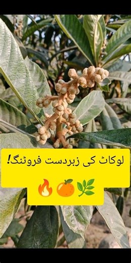 Loquat Fruits on Tree 🍊🌿 | Garden Jam & Juice Recipe 🍹🍯