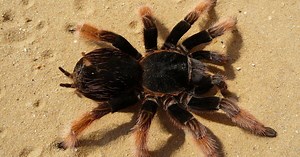 Pourquoi a-t-on peur des araignées ?