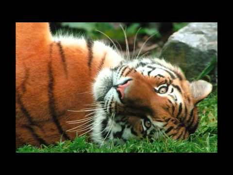 TIGER RAG - BOB CROSBY & HIS ORCHESTRA