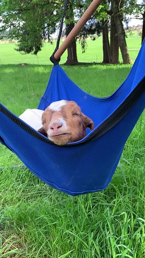 Don’t worry Levi, you’re not a “meat” goat anymore! This is the rigorous training our therapy goats in training go through. ❤️🐐 #rescuegoats | Your Daily Goat