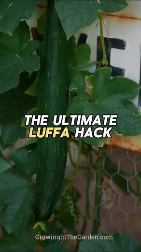 2.4K views · 66 reactions | Luffa always takes over my garden, and...