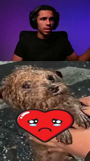 A Ciência Por Trás da Picada de Abelha 😦🐝