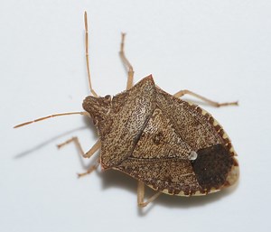 Stink Bug Scouting Guide for Field Corn in the Southeastern US | NC State Extension Publications