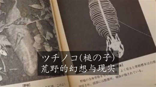 【UMA播客】最初的UMA—野槌蛇全志