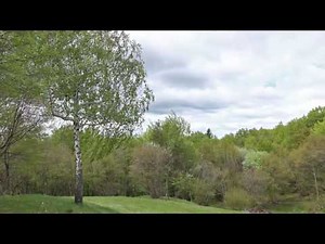 Sound of Birch Tree Swaying in the Wind 1 Hour / Relaxing Sound of Wind and Birds Singing
