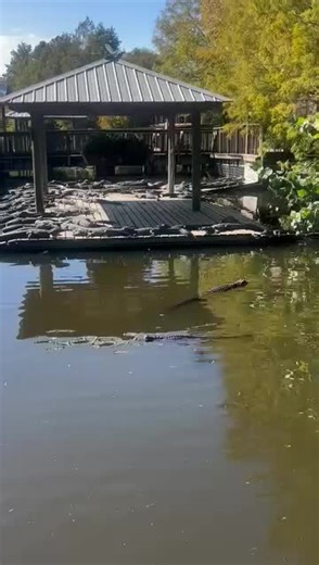 Exploring Gatorland Orlando: Alligators and Adventures