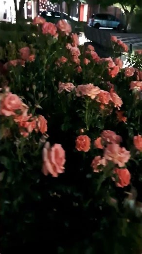 Heirloom roses, Betty Harkness?Beautiful foliage with heavenly scents blooms.