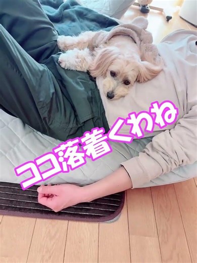 特等席の奪い合いの結果がコレです【マルプーのみるく＆くるみ】