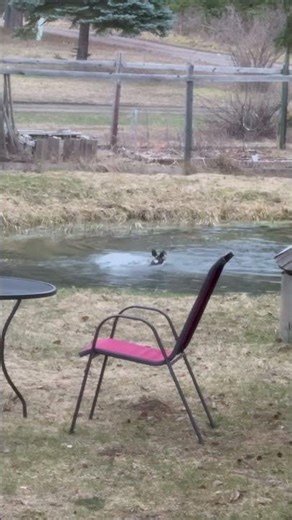 Spring Fever #ducks #mating #montanalife