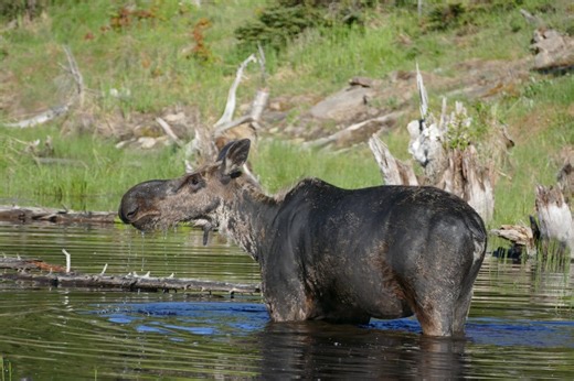 Unexpected medical issue grounds Isle Royale wolf-moose survey