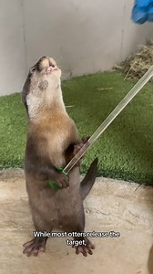 Atlas is giving overachiever energy. Did you know the first behavior animals learn here is target training? That single behavior becomes the foundation for so many others. #otters #babyotter #animalencounters #kansas #familytrip | Tanganyika Wildlife Park
