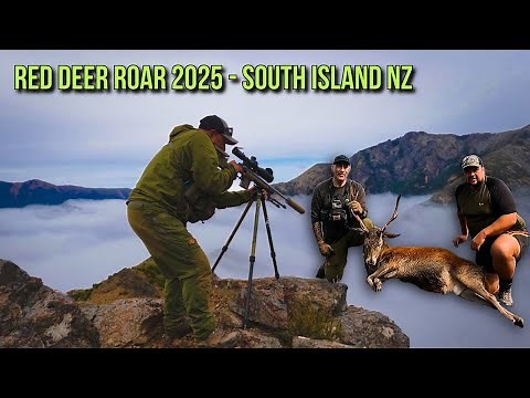 Red Deer Roar 2025 - South Island New Zealand
