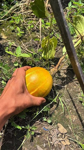 Labu hutan #asmr #fruits | Fruits On Borneo