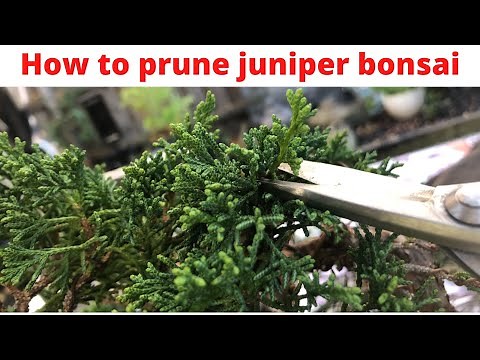 How to prune juniper bonsai foliage shimpaku juniper