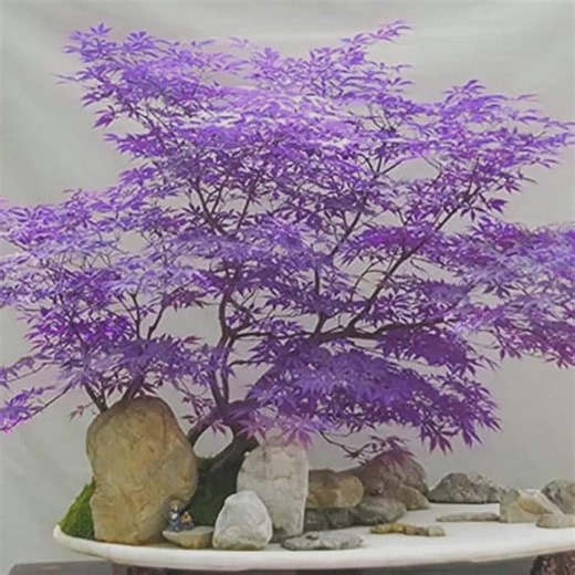Ghost Purple Maple Tree – Rare Japanese Acer Plant Seeds - Etsy