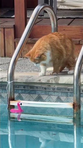 Funny Cat Smacking Things It Doesn't Understand!