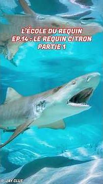 Everything you need to know about the Lemon Shark in 1 minute 🍋🦈