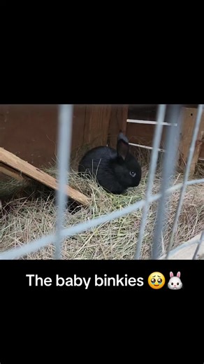 Bunnies 'binky' when they are very happy. It's always adorable when they discover binkies for the first time. 🥹🥹🥹❤️❤️❤️ #bunny #rabbit #baby #babybunny #cute #funny #binky #parenting #newmom #newborns #SAMA28 #foryou #fyp #foryou #animals #somebunnyrabbitrescue