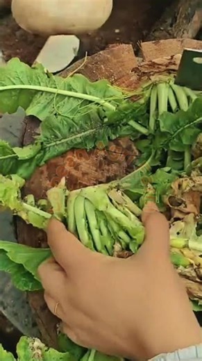 Trimming and Preparing Fresh Organic Turnips 🥬🔪✨
